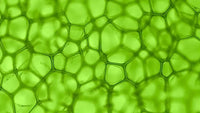 Chlorophyll