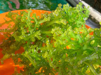 Wild Sea Moss