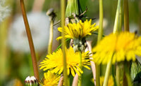 Dandelion