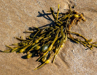 Bladder Wrack
